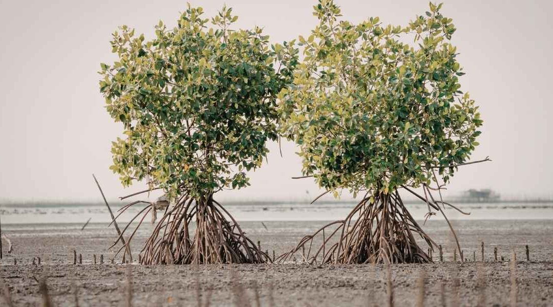 Cocotiers et mangroves à Cuba: paysages naturels à couper le souffle