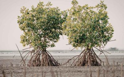 Cocotiers et mangroves à Cuba: paysages naturels à couper le souffle