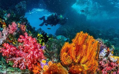 Barrière de corail Cuba : où plonger pour admirer les plus beaux récifs ?
